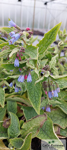 Symphytum azureum