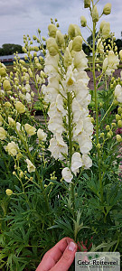 Aconitum napellus 'Album'