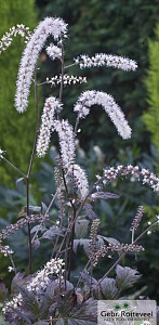 Actaea racemosa 'Queen of Sheba'