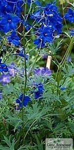 Delphinium (B) 'Völkerfrieden'