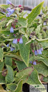 Symphytum azureum