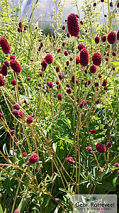 Sanguisorba officinalis 'Japan'