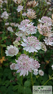 Astrantia maj. 'Rosa Lee'