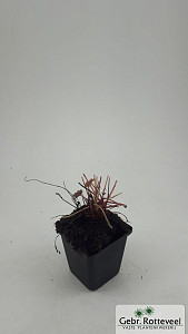 Heuchera mic. 'Palace Purple'