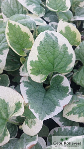 Brunnera macr. 'Variegata'