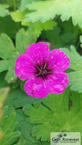 Geranium 'Anne Thomson'