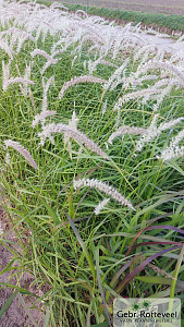 Pennisetum or. 'Maxima'