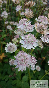 Astrantia maj. 'Rosa Lee'