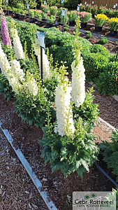 Delphinium (E) Delgenius Neva