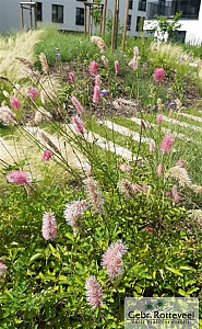 Sanguisorba obtusa