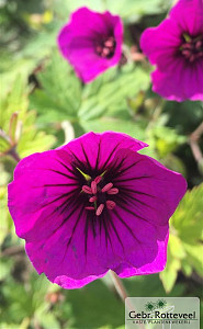 Geranium 'Anne Thomson'