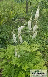 Actaea racemosa