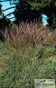 Miscanthus sin. 'Kleine Silbersp.'