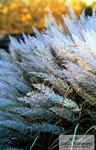 Calamagrostis brachytricha