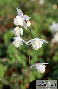 Epimedium y. 'Niveum'