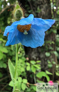 Meconopsis betonicifolia
