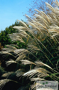 Miscanthus sin. 'Silberfeder'