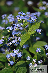 Brunnera macrophylla