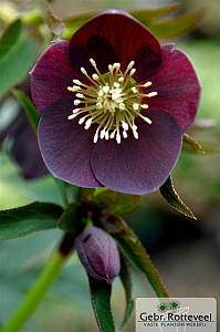 Helleborus or. 'Pretty Ellen Purple'