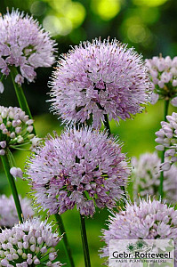 Allium 'Summer Beauty'