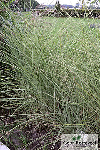 Miscanthus sin. 'Morning Light'