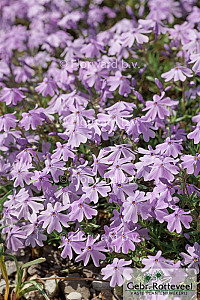 Phlox (S) 'G.F. Wilson'