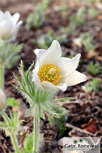 Pulsatilla vulgaris 'Alba'