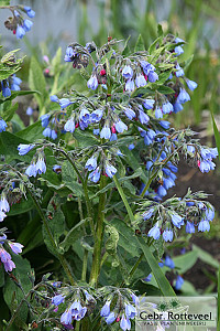 Symphytum azureum