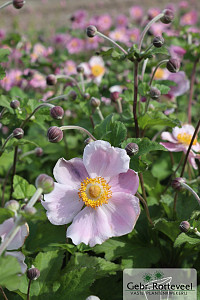 Anemone hup. 'September Charm'