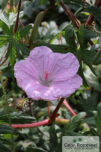 Geranium sang. 'Striatum'