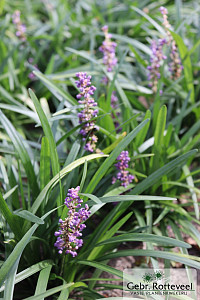 Liriope muscari 'Majestic'
