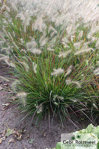 Pennisetum al. 'Burgundy Bunny'