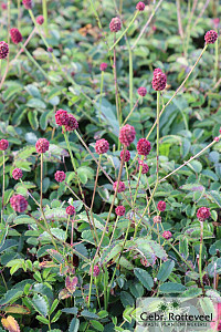 Sanguisorba officinalis 'Tanna'