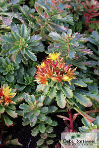 Sedum flor. 'Weihenstephaner Gold'