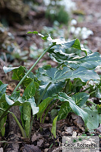 Arum italicum