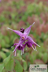Epimedium grand. 'Lilafee'