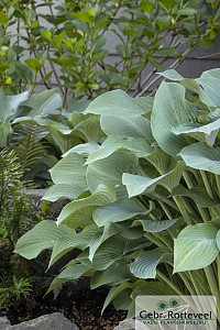 Hosta 'Krossa Regal'