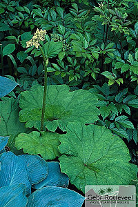 Astilboides tabularis