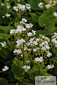 Brunnera macr. 'Betty Bowring'