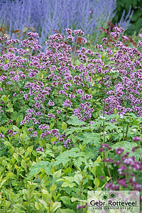 Origanum laevigatum 'Herrenhausen'