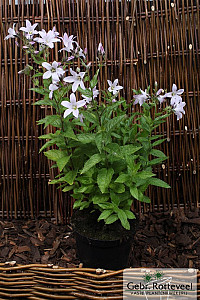 Campanula lact. 'Loddon Anna'