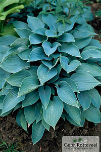 Hosta 'Halcyon'