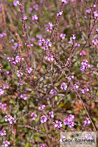 Verbena officinalis 'Bampton'