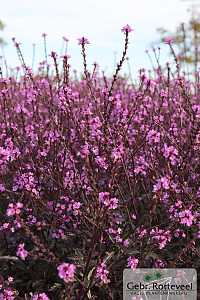 Verbena officinalis 'Bampton'