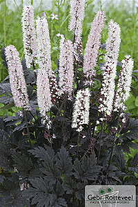 Actaea 'Chocoholic'
