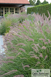 Pennisetum 'Karley Rose'