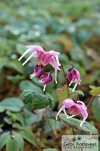 Epimedium 'Pretty in Pink'