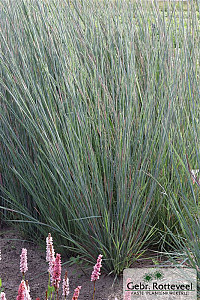 Schizachyrium sc. 'Prairie Blues'