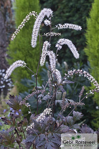 Actaea racemosa 'Queen of Sheba'