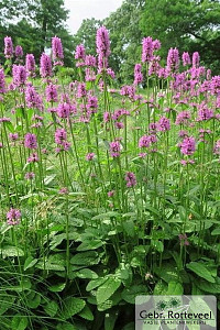 Betonica offinalis 'Hummelo'
